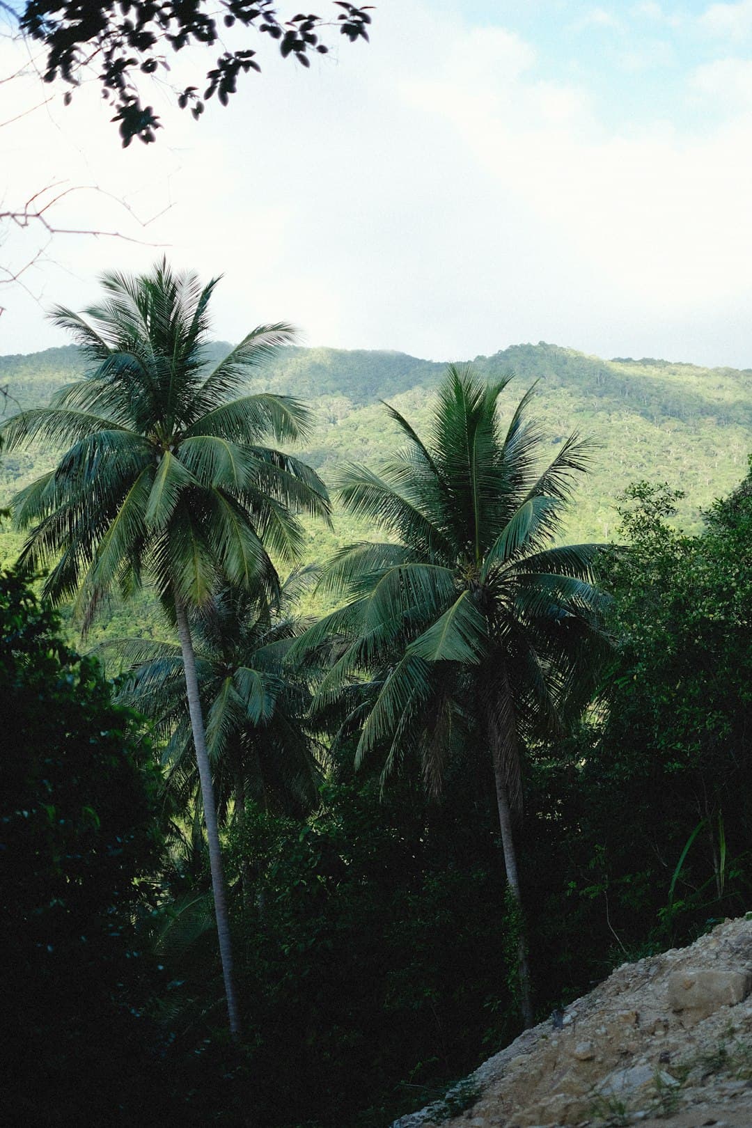 Scenic Jamaican landscape